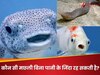 GK Quiz: कौन सी मछली बिना पानी के भी जिंदा रह सकती है?