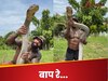 WATCH: हिम्मत हो तो ऐसी! शख्स ने नंगे हाथों से उठाया किंग कोबरा, फिर सांप ने किया... वीडियो देखकर कांप उठे लोग
