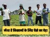 Peppermint Farming