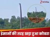 King Cobra Viral Video