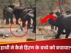 हिरण के बच्चे को दबोचने वाला था मगरमच्छ, तभी 'हाथी राजा' ने आकर यूं बचा ली जान; देखें Video
