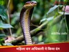 बार- बार भाग रहा था किंग कोबरा, फिर भी महिला वन अधिकारी ने नहीं मानी हार, 6 मिनट में कर दिया जादू