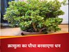 Crassula Plant Vastu Tips
