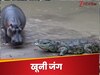 Viral Video: हिप्पो के सामने अकड़ दिखा रहा था मगरमच्छ,  दो मिनट में दरियाई घोड़े ने सिखाया ऐसा सबक कि...