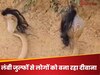 Viral Video: दुनिया का सबसे अनोखा सांप, जिसके हैं 'घने काले बाल'; अपनी लंबी-घनी जुल्फों से लोगों को बनाया दीवाना