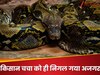 जंगल में गायब हो गए थे दादाजी, खूब ढूंढा तो अजगर के पेट के अंदर मिले! जानें खौफनाक घटना