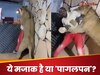 मजाक-मजाक में शख्स ने मजदूरों पर छोड़ दिया खूंखार शेर, फिर जो हुआ... देखकर आपकी आंखें फटी रह जाएंगी 