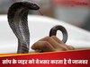 Interesting Facts: इस जानवर का आंसू नहीं है आम, सांप के जहर को बेअसर करने की रखता है पावर, नाम जान दंग रह जाएंगे आप! 