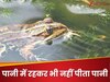GK Quiz: ऐसा कौन सा जीव है, जो पानी में रहकर भी पानी नहीं पीता?