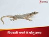 घर में घुसने से पहले ही भागेंगी छिपकलियां! ये 3 सिंपल ट्रिक्स करेंगी कमाल