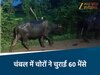 चंबल में 60 भैंसों की चोरी 