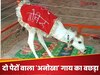 कुदरत का करिश्मा या चमत्कार? दो पैरों वाला गाय का बछड़ा हुआ वायरल, लोग मान रहे 'भगवान का रूप'!