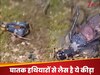 बाप रे... इस 'छोटे से' कीड़े के पास हैं 'अदृश्य हथियार', वीडियो देख हैरान हो जाएंगे आप 