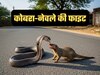 सांकेतिक तस्वीर. क्रेडिटGemini AI