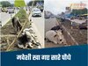 Bhopal News-सिक्स लेन हाईवे पर बिना इंतजाम लगा दिए पौधे, चारा समझकर मवेशी कर गए सफाचट