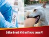 सिर्फ कुत्तों के काटने से ही नहीं होता रेबीज इंफेक्शन, जानिए कितने घंटे के अंदर लगानी चाहिए वैक्सीन