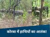 CG News: बाप रे बाप! कोरबा में 35 हाथियों की झुंड ने मचाई तबाही, 3 ग्रामीणों को मार डाला