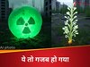 Chernobyl Radiation News: रेडिएशन से भूतिया है वो शहर, साइंटिस्टों को अब पता चला कोई 'सांस' ले रहा है