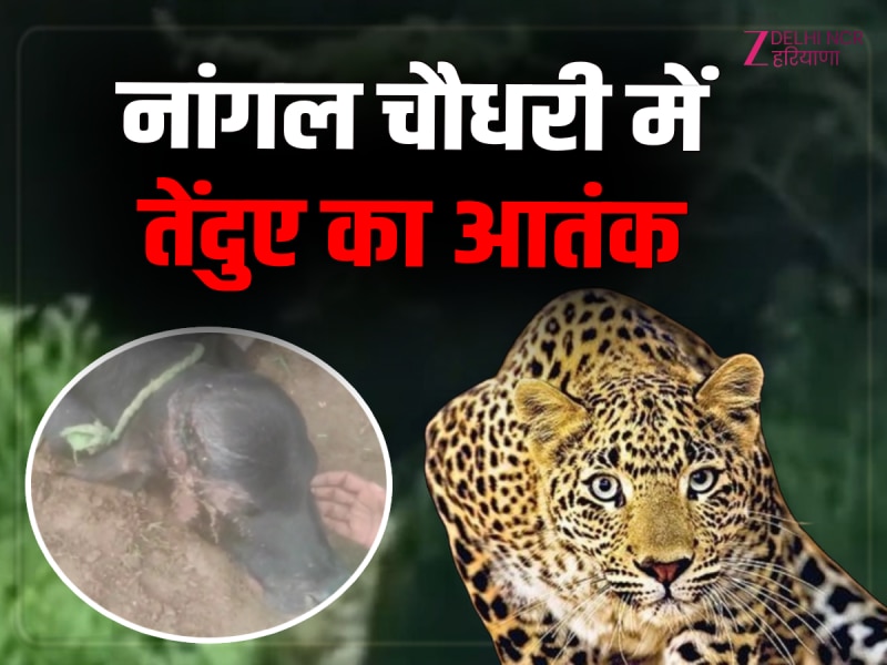 Haryana News: नांगल चौधरी में तेंदुए का आतंक, मवेशियों को बनाया शिकार, वीडियो वायरल Haryana News: नांगल चौधरी में तेंदुए का आतंक, मवेशियों को बनाया शिकार, वीडियो वायरल