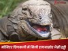 वैज्ञानिकों ने मॉनिटर छिपकली में पाया 'डायनासोर की हड्डी का सबूत', ये 'अविश्वसनीय' खोज हिला देगी पूरी दुनिया