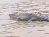 Crocodile Video