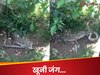 जंगल की सबसे खौफनाक लड़ाई! मगरमच्छ को निगलने चला था विशाल अजगर, तभी 'मौत का सौदागर' पहुंचा और फिर...