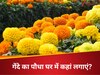 Marigold Plant Vastu Tips