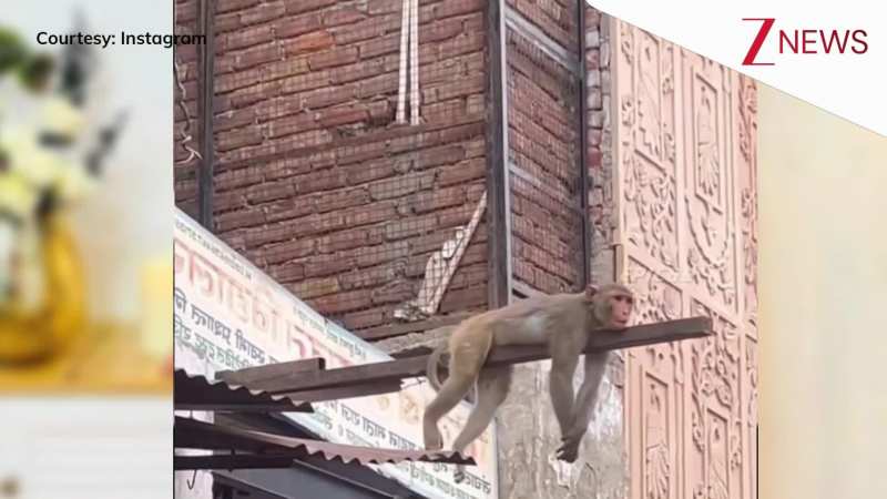 पाइप पर उदास लेटा हुआ था बंदर, देख पब्लिक ने कहा- 'क्या जरूरत थी मंकेश भाई सैयारा देखने की' पाइप पर उदास लेटा हुआ था बंदर, देख पब्लिक ने कहा- 'क्या जरूरत थी मंकेश भाई सैयारा देखने की'