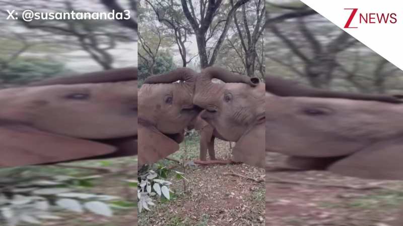 नन्हे-नन्हे हाथी एक-दूसरे से यूं लाड-प्यार जताते आए नजर, सोशल मीडिया पर छाया प्यारा सा वीडियो! नन्हे-नन्हे हाथी एक-दूसरे से यूं लाड-प्यार जताते आए नजर, सोशल मीडिया पर छाया प्यारा सा वीडियो!