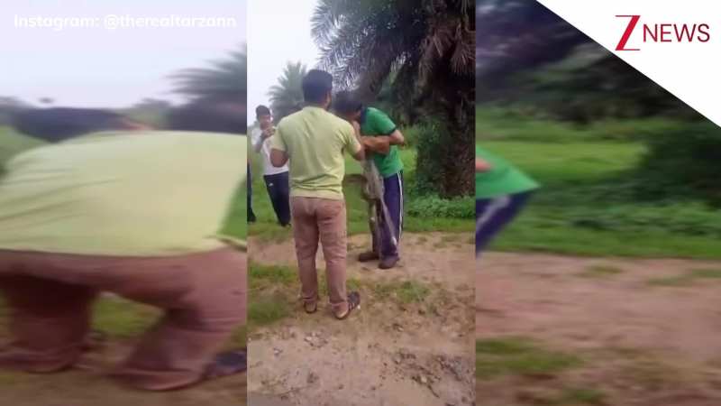रेस्क्यू के दौरान अजगर ने चेहरे पर किया जोरदार अटैक, कुछ सेकंड तक नहीं छोड़ा शख्स का गाल, वीडियो दिल दहला देगा! रेस्क्यू के दौरान अजगर ने चेहरे पर किया जोरदार अटैक, कुछ सेकंड तक नहीं छोड़ा शख्स का गाल, वीडियो दिल दहला देगा!
