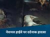 Chhattisgarh News: बिलासपुर में एक साथ 25 गायों की मौत से हड़कंप! नेशनल हाईवे बना कब्रगाह