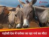 क्या पाकिस्तानियों को खिलाया जाना था गधे का 1000 किलो मांस? पड़ोसी मुल्क में क्या चल रहा है; मची खलबली