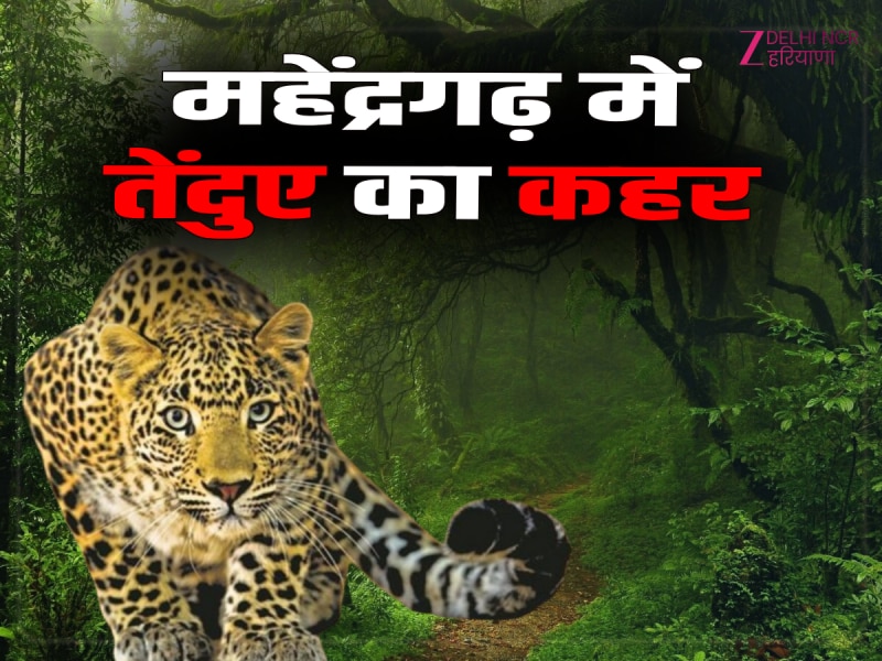 Haryana News: महेंद्रगढ़ में तेंदुए का कहर, 50 से अधिक पशु शिकार Haryana News: महेंद्रगढ़ में तेंदुए का कहर, 50 से अधिक पशु शिकार