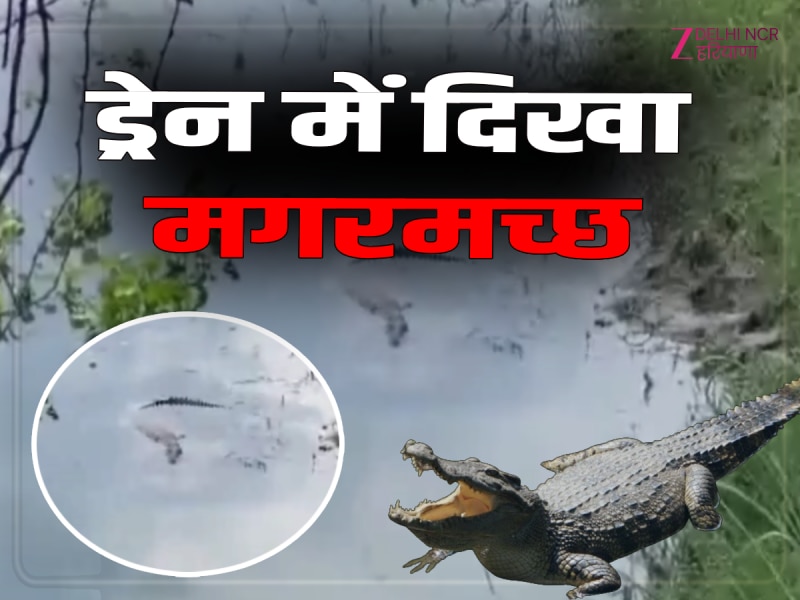 Haryana News: कुरुक्षेत्र के दबखेड़ी के पास ड्रेन में दिखा 7 फुट लंबा खूंखार मगरमच्छ, देखें वीडियो Haryana News: कुरुक्षेत्र के दबखेड़ी के पास ड्रेन में दिखा 7 फुट लंबा खूंखार मगरमच्छ, देखें वीडियो