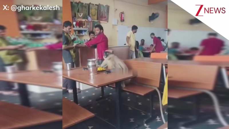 रेस्टोरेंट पहुंचे 'मंकेश भाई', आराम से बैठकर किया नाश्ता, वीडियो जीत रहा लोगों का दिल! रेस्टोरेंट पहुंचे 'मंकेश भाई', आराम से बैठकर किया नाश्ता, वीडियो जीत रहा लोगों का दिल!