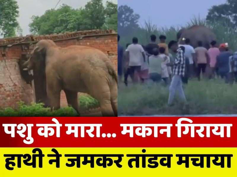 Lohardaga Elephant Terror: पशु को मारा... मकान गिराया, लोहरदगा में हाथी ने जमकर तांडव मचाया
