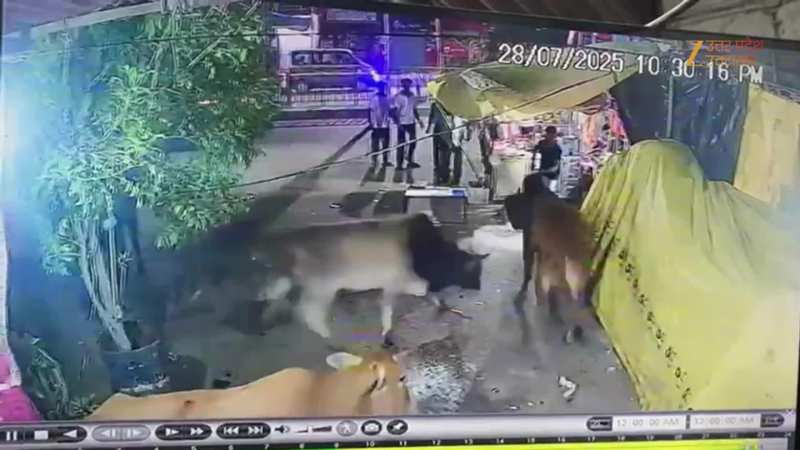 सड़क पर दो सांडों की लड़ाई, मिट्टी में मिली चाय की दुकान, जान बचाकर भागे ग्राहक, वीडियो वायरल