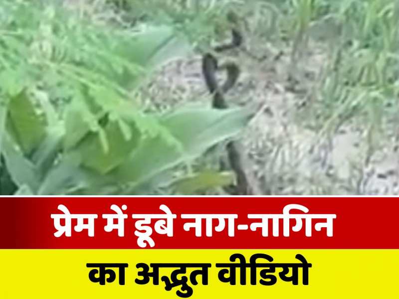 VIDEO: जब प्रेम में लीन हुए नाग-नागिन, किसी वीडियो बना लिया