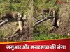 Viral Video: जगुआर और मगरमच्छ के बीच महायुद्ध! किसने किसका किया शिकार? यहां देखें वीडियो