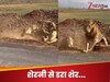 Viral Video: हर पति का है बुरा हाल! शेरनी के सामने शेर भी बन गया भीगी बिल्ली, देखें वायरल वीडियो