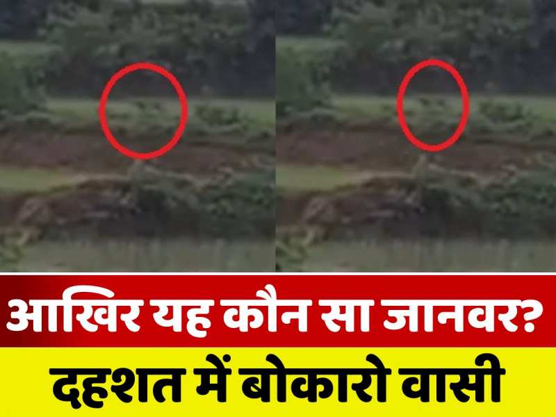 VIDEO: बोकारो के खेतों में घूमता दिखा तेंदुआ जैसा जानवर