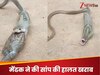 Viral Video: अजगर के लिए मेंढक निगलना पड़ा भारी, निकलने लगी जान! उगल दिया बाहर और फिर...