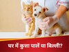 Vastu Tips dog or cat