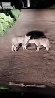 Agra Video: जंगल से दौड़ सड़क पर आए तेंदुए, आगरा का ये नजारा देख हर कोई चौंका