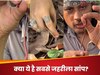 Ajab Gajab: केंचुआ नहीं, ये है दुनिया का सबसे छोटा सांप! आंखे होने के बाद भी होता है अंधा; देखें वायरल वीडियो
