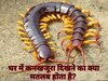 घर में कनखजूरा दिखना शुभ या अशुभ? जानिए वास्‍तु के अनुसार क्‍या है मतलब  