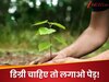 पेड़ लगाओ,ग्रेजुएट बनो; डिग्री चाहिए तो लगाने होंगे 10 पौधे! सरकार का पर्यावरण फ्रेंडली नियम