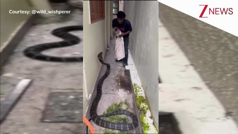 विशाल किंग कोबरा को पकड़ने के लिए पाइप लेकर पहुंचा लड़का, फिर जो हुआ देख छूट जाएंगे पसीने; VIRAL