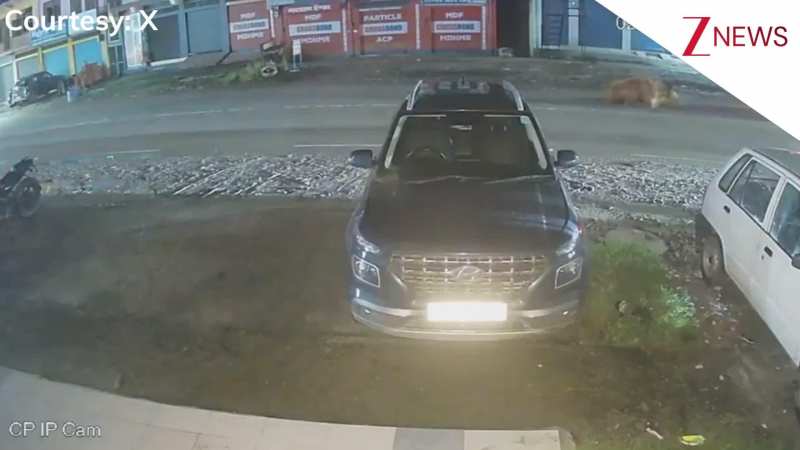 बीच सड़क पर बैठे बैल पर चढ़ी तेज रफ्तार गाड़ी, रोड पर तड़पता रहा बेजुबान जानवर, देखिए CCTV फुटेज!