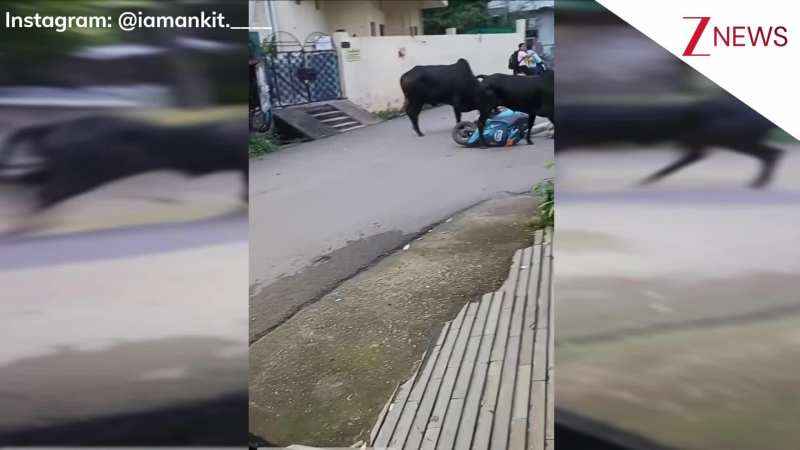 अरे ये क्या हुआ गुरु! 2 सांडों की लड़ाई में बेवजह पिस गई स्कूटी सवार महिला, वीडियो देख फटी रह गई लोगों का आंखें!